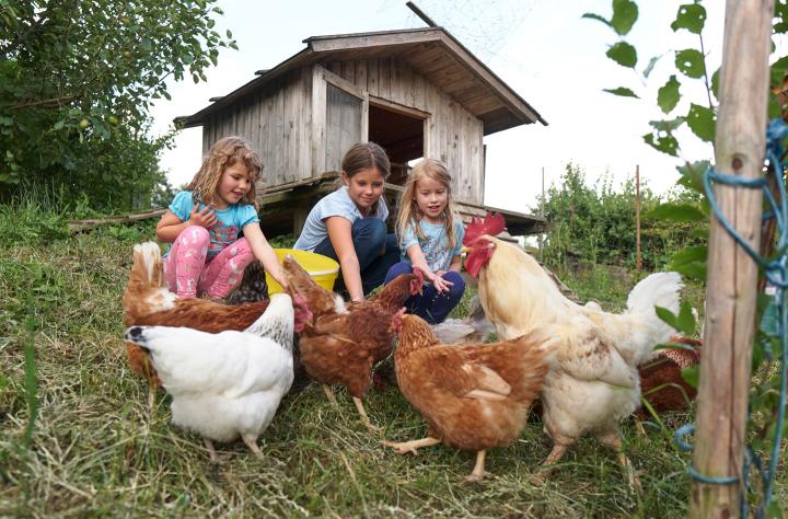 Kinder beim Hühner füttern
