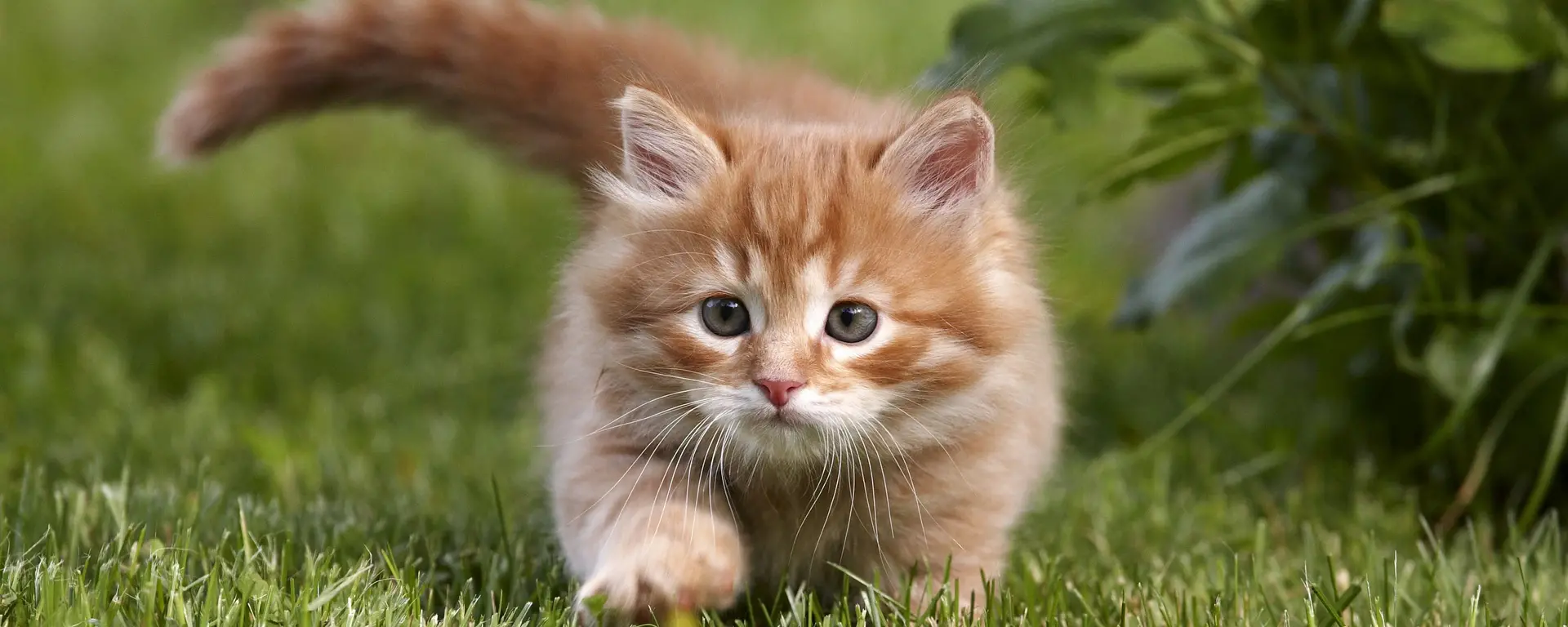 Katze schleicht durch die Wiese auf der Lauer nach neuen Erlebnissen  