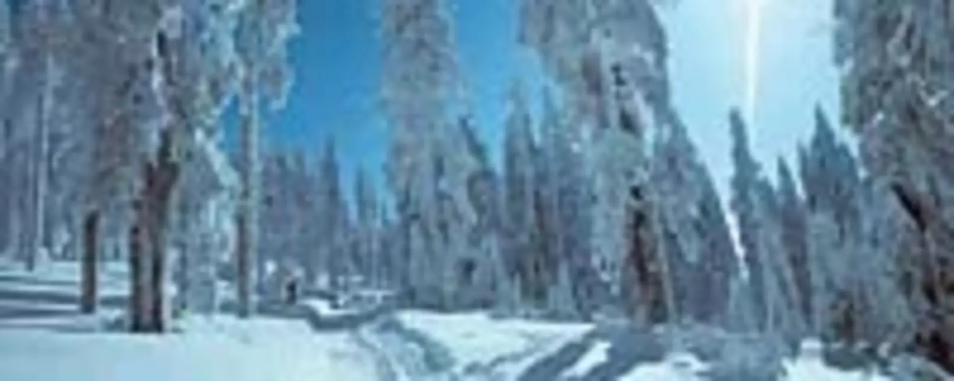 Langlaufloipe durch verschneiten Wald 