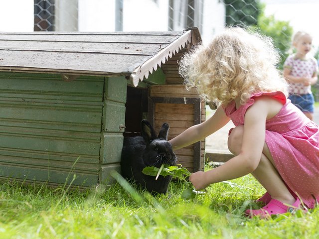 kleines Mädchen füttert einen Hasen im Freigehege 