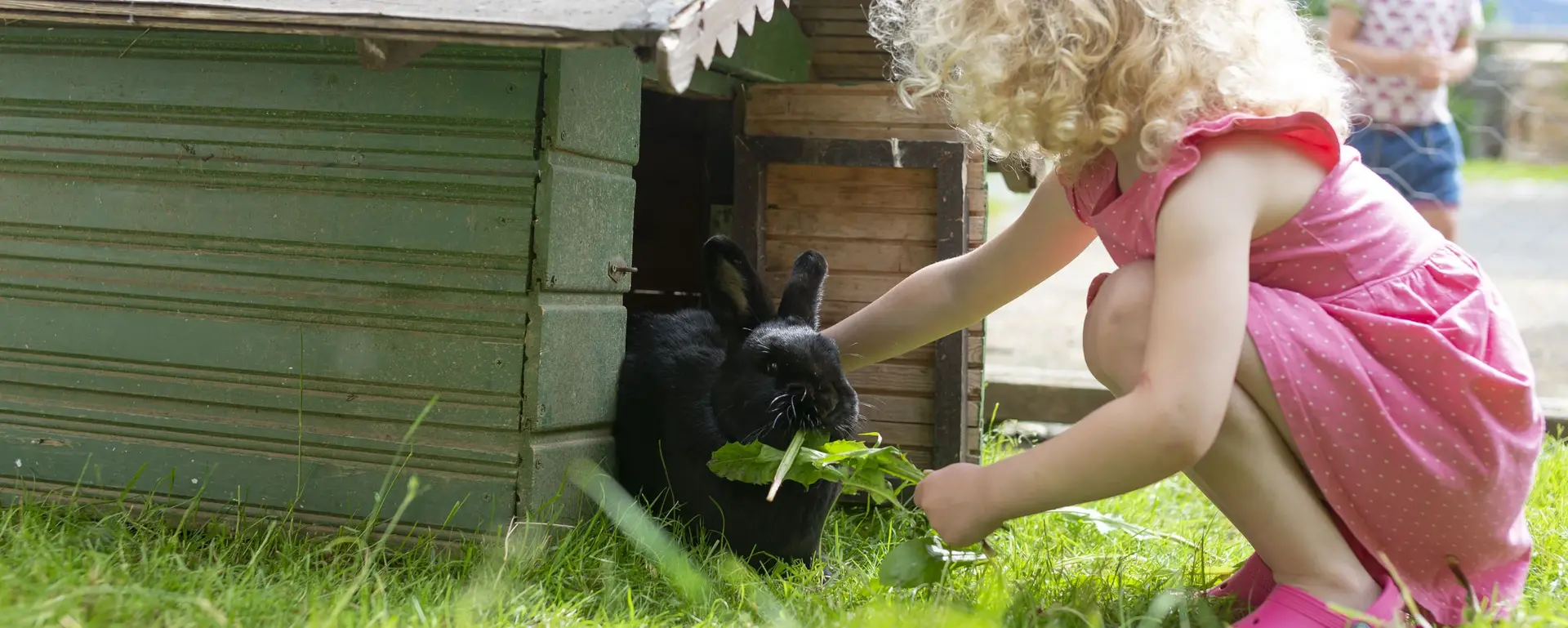 Hasenstall - © Kraushof Schöneck kleines Mädchen füttert einen Hasen im Freigehege