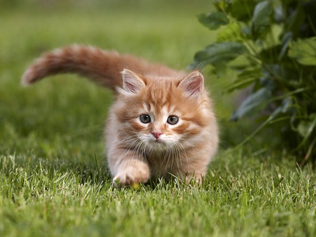 Katze schleicht durch die Wiese auf der Lauer nach neuen Erlebnissen  