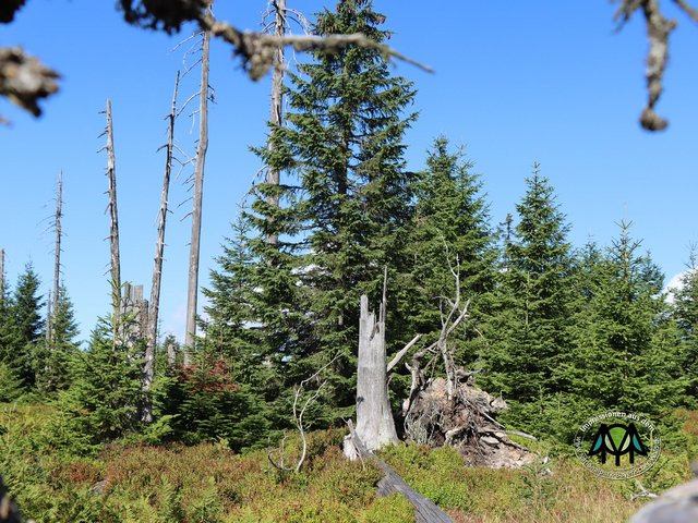 Walddynamik - © Bildmaterial Nationalparkverwaltung Wald im Nationalpark mit Jungwuchs und abgestorbenen Holz