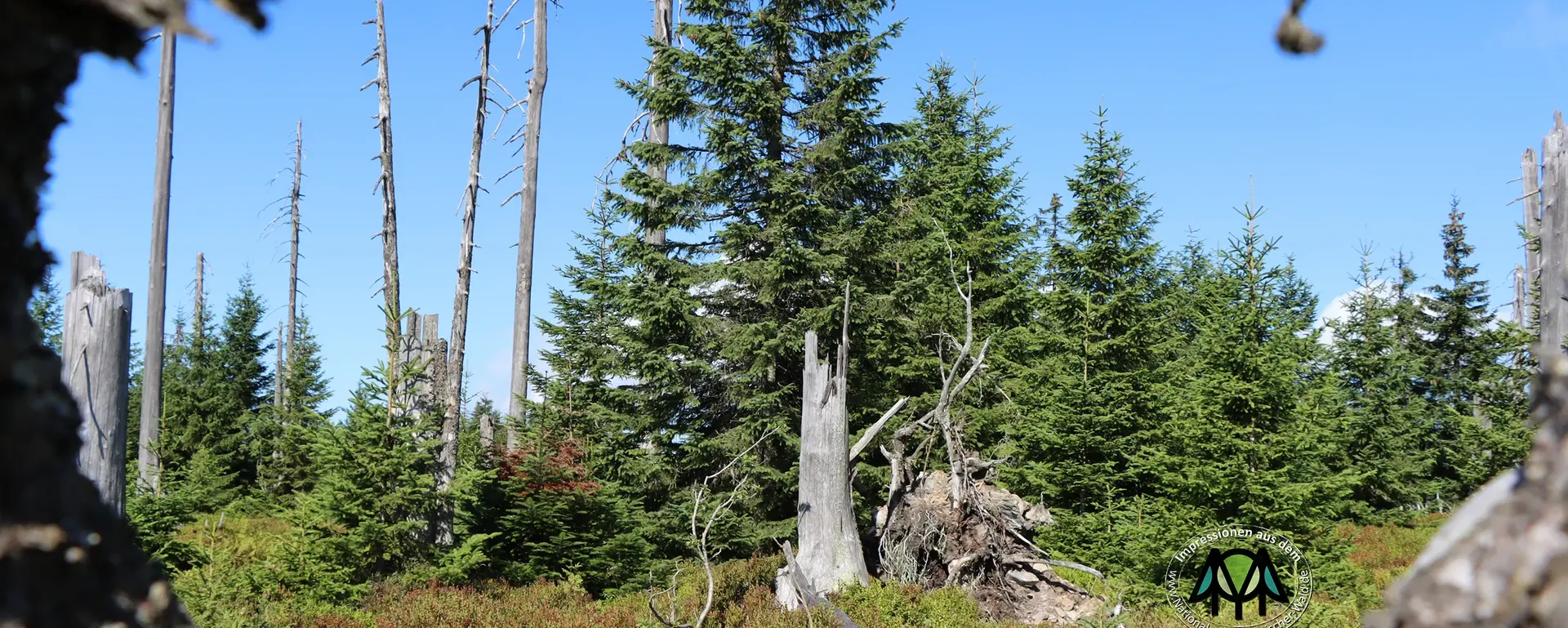 Walddynamik - © Bildmaterial Nationalparkverwaltung Wald im Nationalpark mit Jungwuchs und abgestorbenen Holz