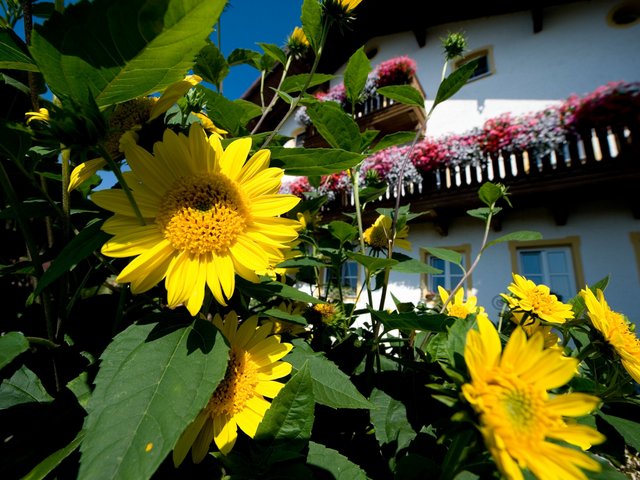 Sonnenblumen blühen vor einem Bauernhaus 