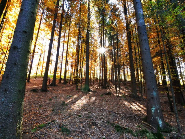 Wald mit Laubbäume im Herbstkleid mit Sonnenstrahlen 