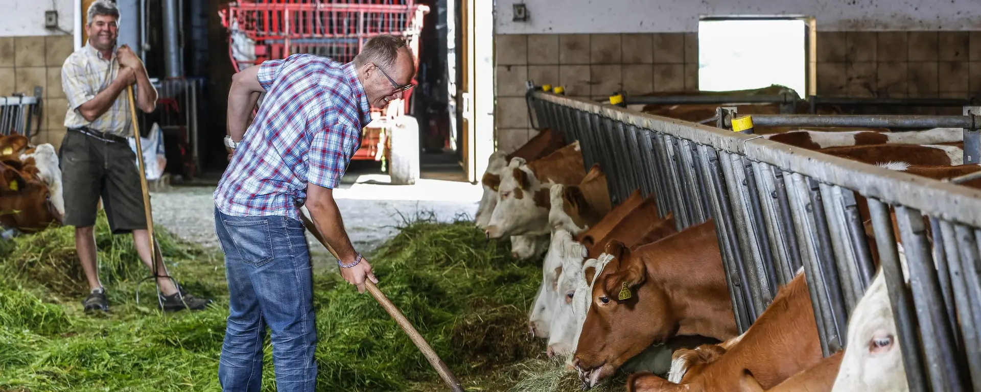Mann füttert die Kühe im Stall