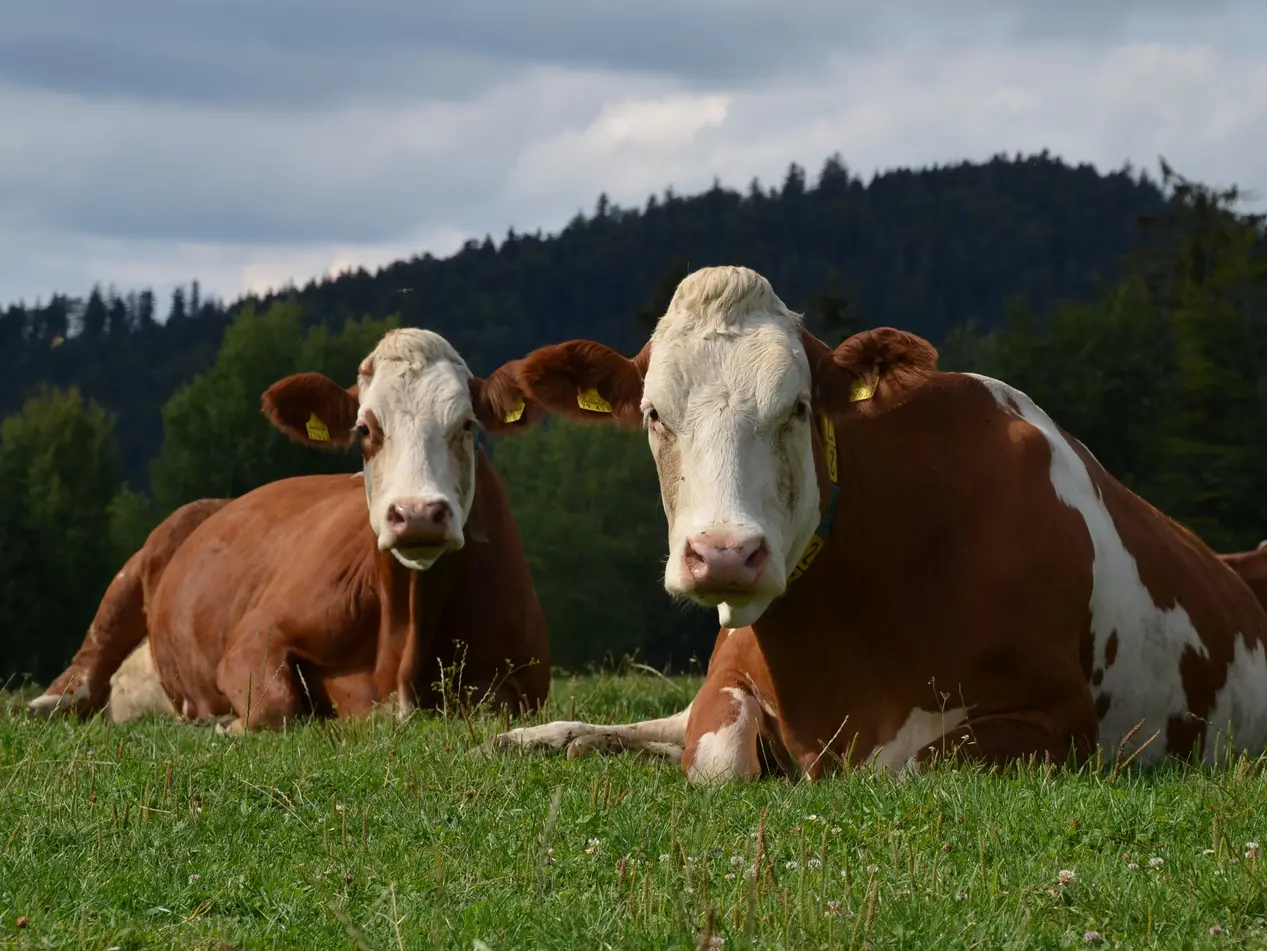zwei Kühe liegen auf der Weide 