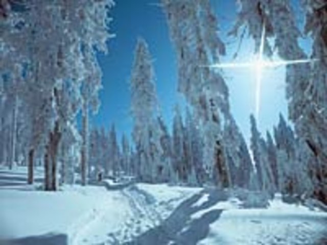 Langlaufloipe durch verschneiten Wald 